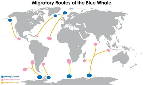 migration der blauwal